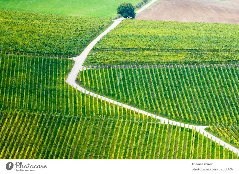 Weg durch Weinberg - aufwärts oder abwärts Ausflug Ferne Sommer Sonne Berge u. Gebirge Weinbau Natur Landschaft Schönes Wetter Baum Nutzpflanze Feld Hügel