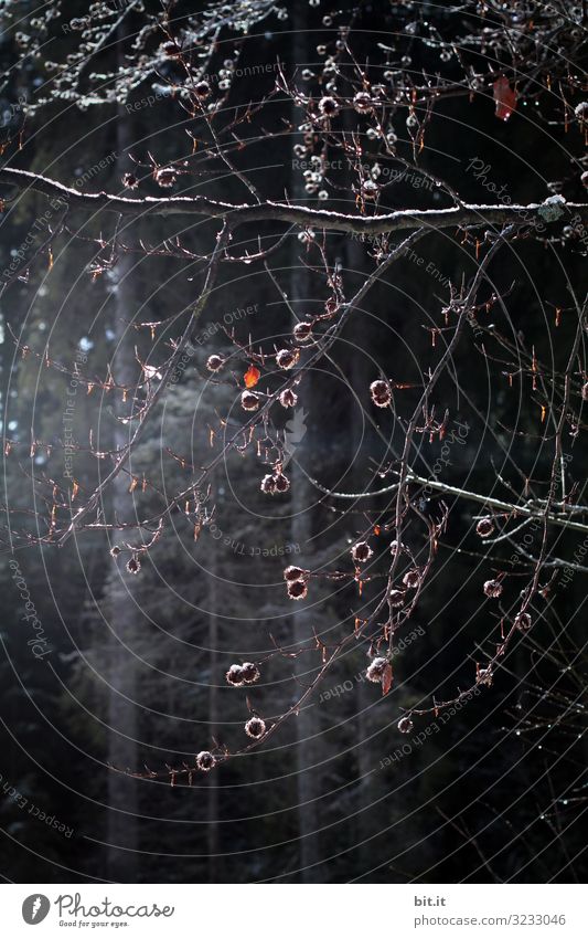 Blätter im Licht. Umwelt Natur Klima Pflanze Baum Blatt kalt Kreativität leuchten glänzend Farbfoto Außenaufnahme Tag Schatten Kontrast Reflexion & Spiegelung