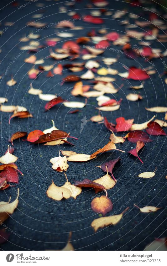 Blattsalat Herbst schlechtes Wetter Pflanze Straße Wege & Pfade liegen verblüht dunkel kalt nass gelb rot Vergänglichkeit Asphalt Anhäufung herbstlich