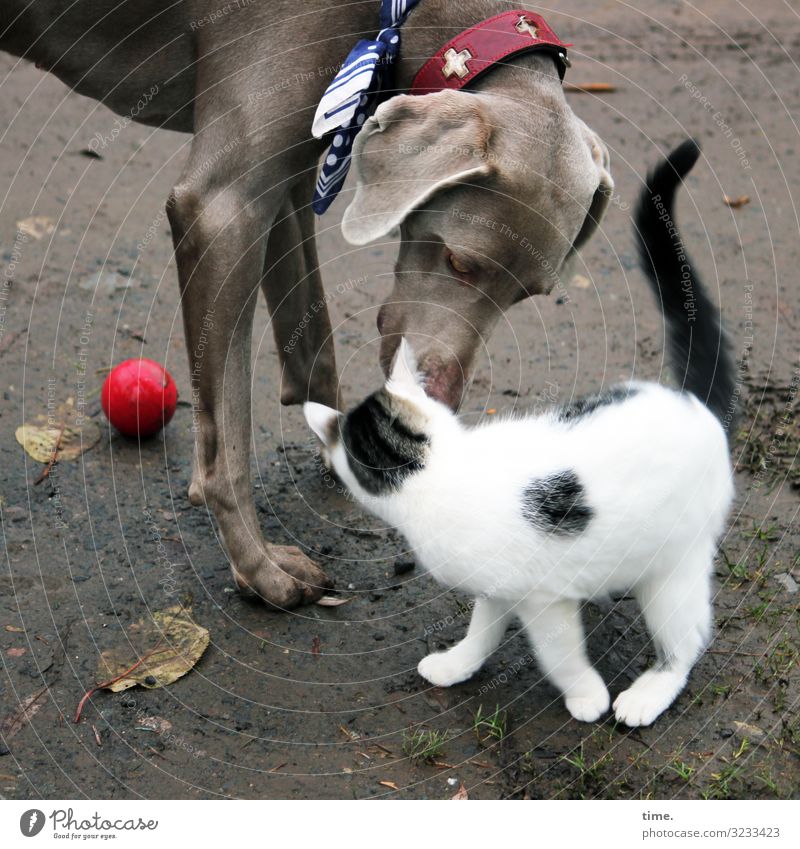 blind date on the beach Sand Blatt Strand Tier Haustier Hund Katze 2 Ball Hundehalsband Freude selbstbewußt Wachsamkeit Leben Neugier Interesse Misstrauen