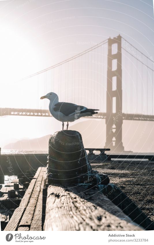 Möwe auf Holzsims in der Nähe der Brücke im Sonnenlicht Vogel Wasser Fluss reisen Architektur Felsüberhang Tourismus urban malerisch Ausflugsziel Natur MEER