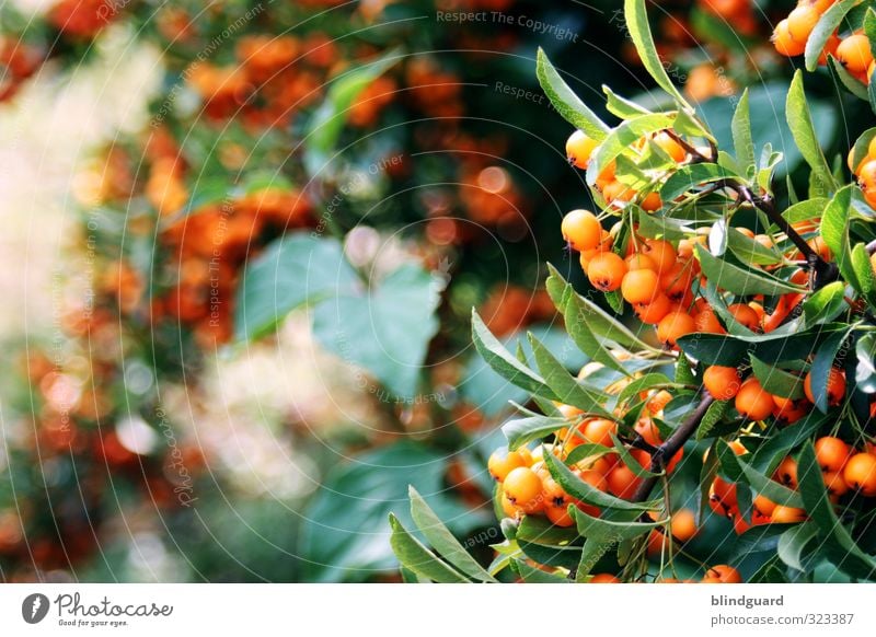 Alte Beeren - 07.09.2009 Beerenstrauch giftig Strauch Garten orange grün Flora Natur Pflanze natürlich Blatt Sommer Frucht Nahaufnahme frisch Eberesche