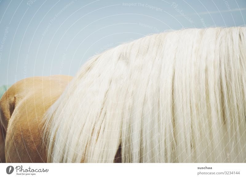 viel mähne Pferd Pferderücken Mähne Haare Pferdehaar Fell üppig (Wuchs) Himmel Reiten Sport Tierliebe Tierpflege Stall Bauernhof Landwirtschaft