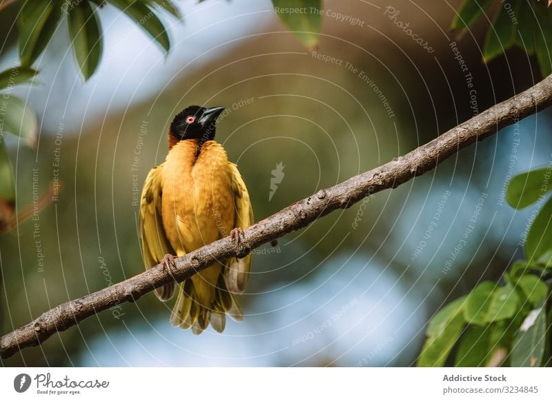 Heller Vogel auf einem Zweig sitzend Ast Wald hell Schwarzkopfweberin Gambia Fauna Natur Arten Umwelt Tier Feder Tierwelt pioceus melanocephalus