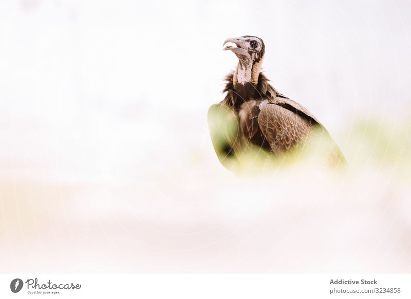 Wildgeier in der Natur sitzend Geier Vogel Raubtier Himmel Tierwelt Gambia Aasfresser Wildnis Fleischfresser Jäger Umwelt Ornithologie Schnabel Safari Feder