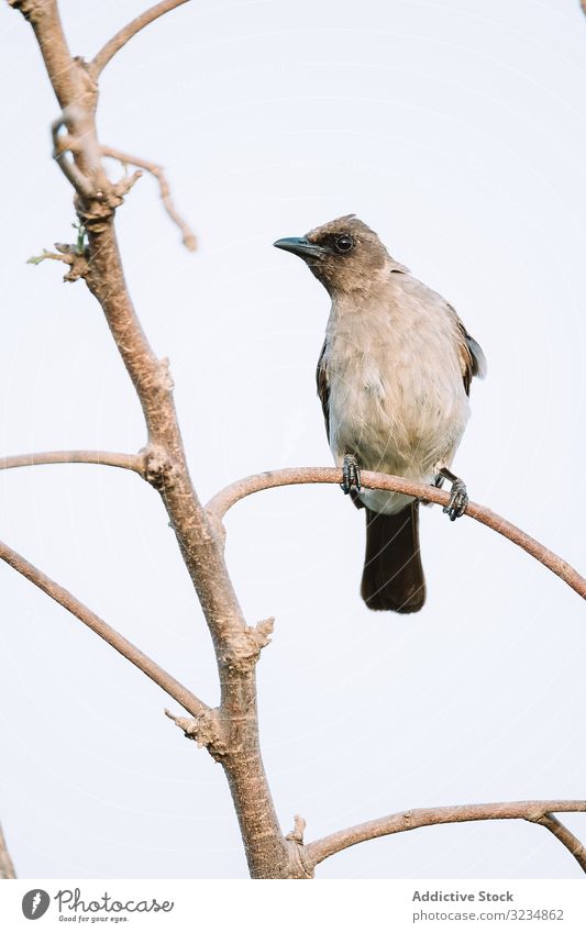 Heller Vogel auf einem Zweig sitzend Ast Wald hell Gambia Fauna Natur Arten Umwelt Tier Feder Tierwelt Federn Gefieder niemand Baum lebhaft pulsierend