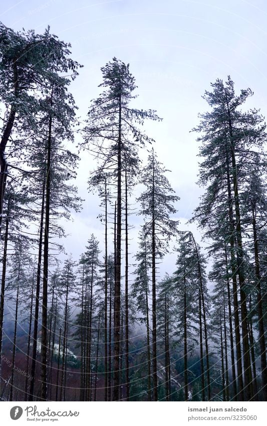 Schnee auf den Bäumen in den Bergen in der Wintersaison Baum Schneefall weiß kalt Frost Eis Szene Wetter gefroren Wald Berge u. Gebirge Natur Landschaft