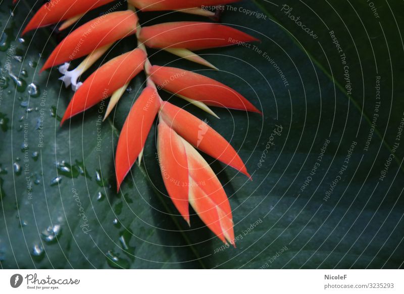 orange auf grün Natur Pflanze Tier Sommer Blume Blatt Blüte Garten Park weiß Farbfoto Außenaufnahme Menschenleer