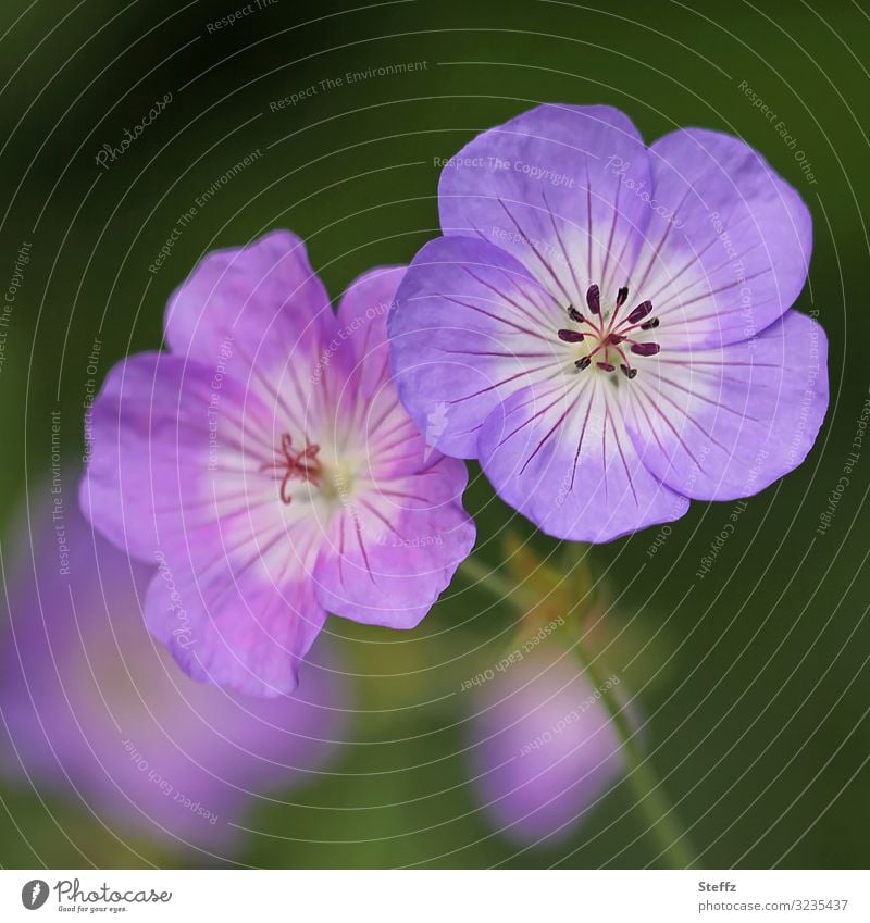 Storchschnabel Blume Geranium Geranium rozanne Gartenblumen Blütenblätter zwei blühen blühend Sommerblumen Sommerblüten zusammen zusammenhalten zusammenpassen