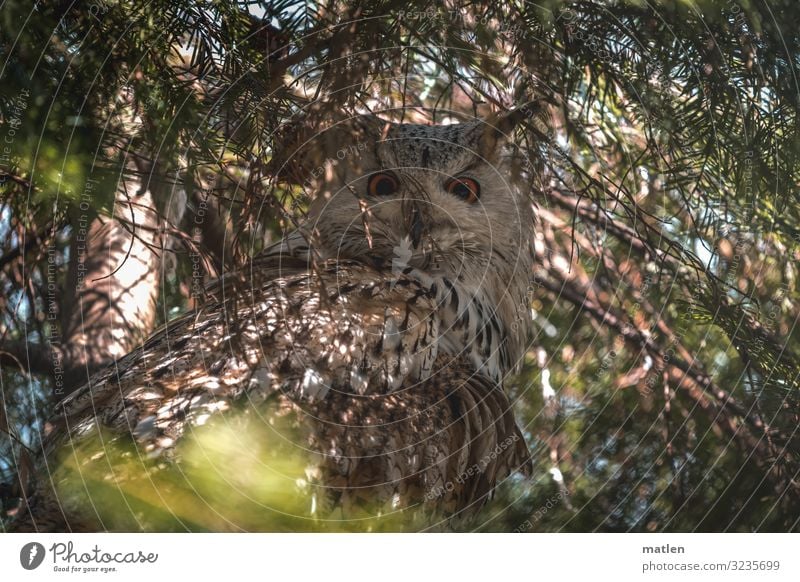 mimikry Pflanze Tier Sommer Baum Vogel 1 dunkel braun grün Uhu verborgen Tarnung Farbfoto Außenaufnahme Nahaufnahme Muster Menschenleer Textfreiraum links