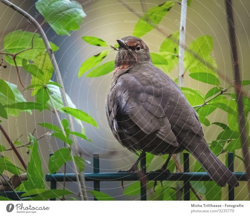 Amsel auf dem Zaun Natur Tier Sonnenlicht Schönes Wetter Pflanze Sträucher Blatt Wildtier Vogel Tiergesicht Flügel Krallen Kopf Feder gefiedert Schnabel Auge 1