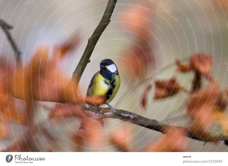 great tit on a branch Winter Natur Tier Vogel Kohlmeise 1 klein Geschwindigkeit schön Winterbird animal bird feeding branches cold copy space feathers fly food