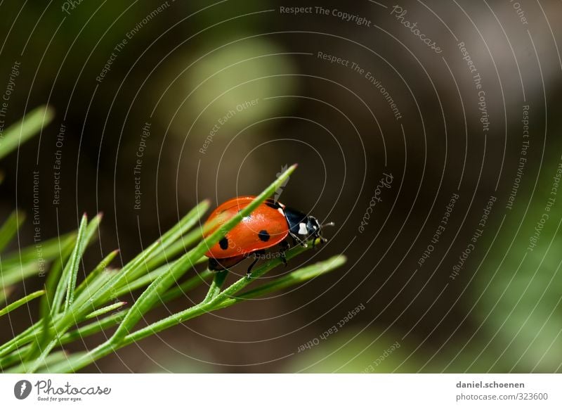 Marienkäfer von links Umwelt Natur Tier Käfer 1 positiv grün rot Glück Farbfoto Detailaufnahme Makroaufnahme Menschenleer Textfreiraum rechts Textfreiraum oben