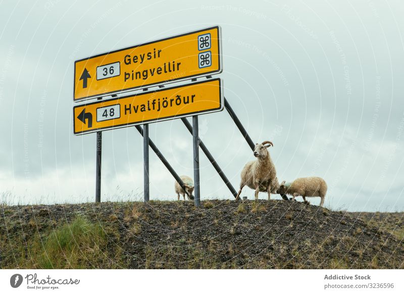 Weisse Schafe stehen am Schild am Strassenrand Rind Wegweiser Plakatwand Straße Zeichen Panel rustikal Hinweis signalisieren hölzern Holzplatte Nachricht Natur