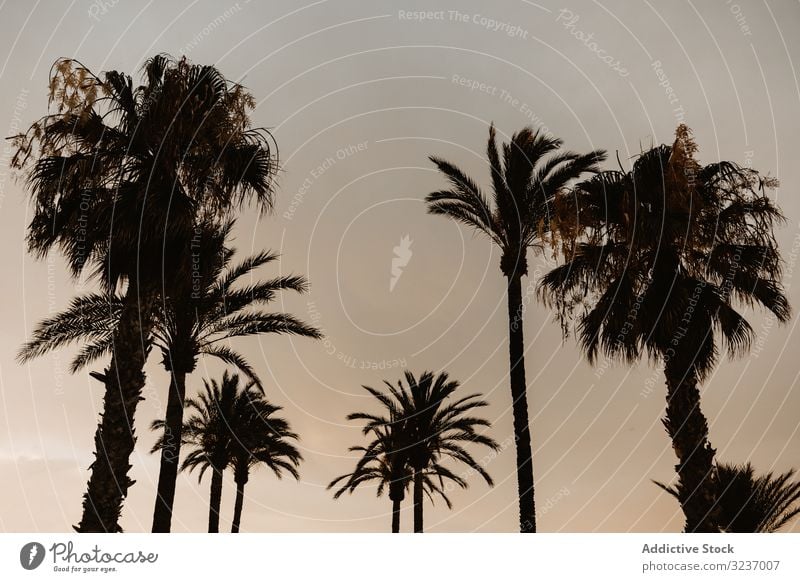 Palmen bei Sonnenuntergang Handfläche Baum tropisch Himmel Kokosnuss hoch Sommer Natur Strand Seeküste reisen Paradies Cloud exotisch heiß schön Erholung