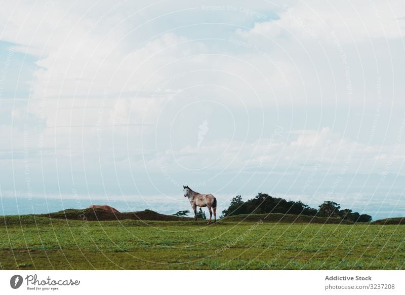 Pferd auf grünem Rasen in der Landschaft Weidenutzung Wiese Straße Bauernhof Ranch Ackerland Gras Tag Baum ländlich züchten Natur sonnig braun Rind malerisch