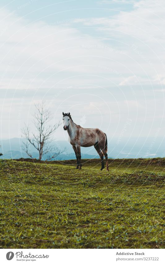 Pferd auf grünem Rasen in der Landschaft Weidenutzung Wiese Straße Bauernhof Ranch Ackerland Gras Tag Baum ländlich züchten Natur sonnig braun Rind malerisch