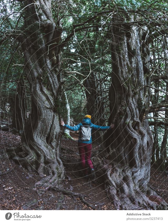 Weibliche Wanderin steht neben Baumstamm Frau Berge u. Gebirge Berghang Kofferraum massiv Wald erkunden Rucksack reisen Abenteuer Wanderer Reise Trekking