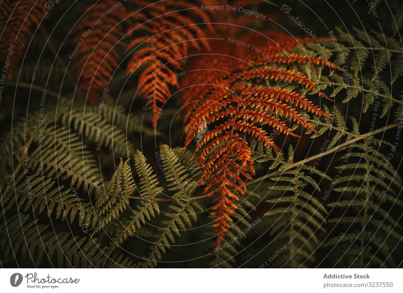 Grüne und braune Farnknospen im Herbstgarten Wurmfarn frond Buchse Blatt Wald grün orange frisch geblümt Natur Laubwerk Strauch mehrjährig verwelkt krautig