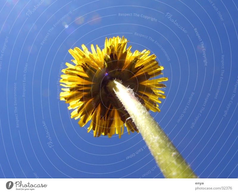 Löwenzahn Blume Wiese Blüte gelb Pflanze Garten Sonne Wurzelperspektive Baumstamm Makroaufnahme Detailaufnahme