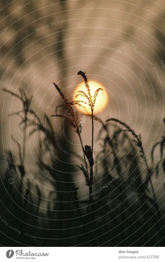 Maisfeld, Sonnenuntergang  im Spätherbst Feld Landwirtschaft Landschaft Umwelt Farbfoto Natur analog Sonnenlicht Gegenlicht Außenaufnahme Nutzpflanze