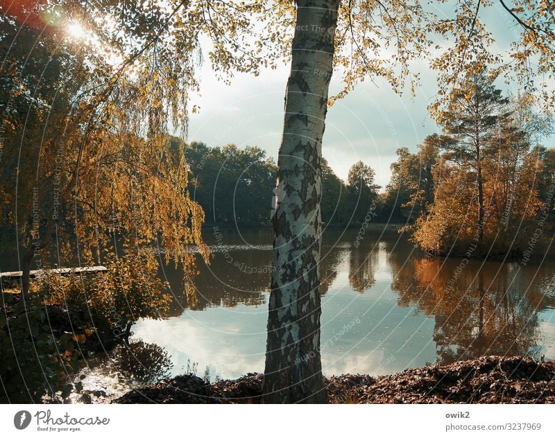 Inseldasein Umwelt Natur Landschaft Pflanze Luft Wasser Himmel Wolken Sonne Herbst Schönes Wetter Baum Sträucher Baumstamm Birke Birkenrinde Park Seeufer Teich