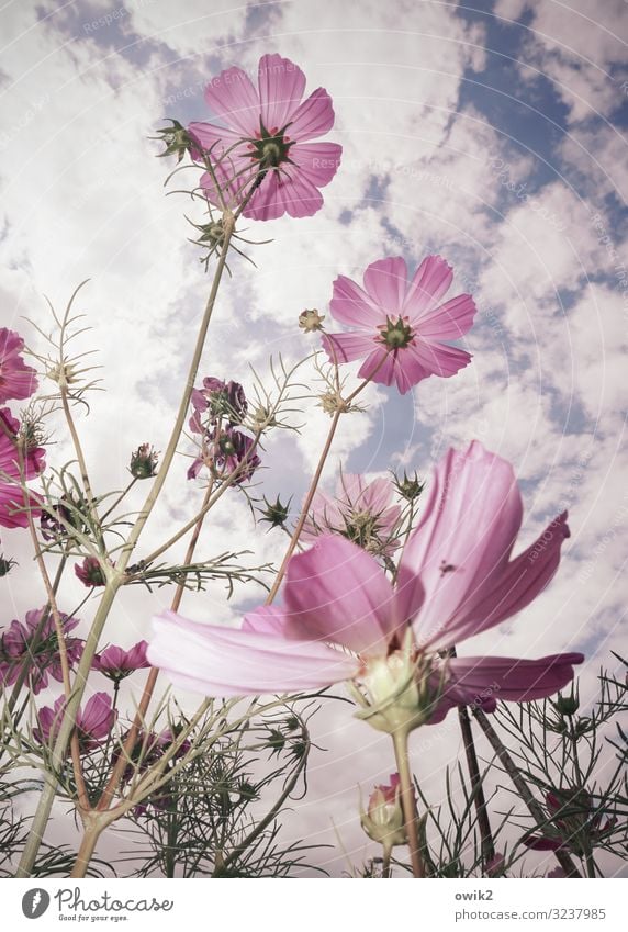 Ausgeruht Umwelt Natur Pflanze Luft Himmel Wolken Sommer Schönes Wetter Blume Blüte Wildpflanze Schmuckkörbchen Garten Wiese Bewegung Blühend schaukeln Wachstum