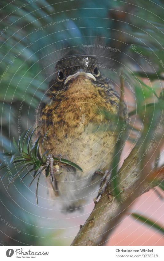 Junges Rotkehlchen sitzt in einer Eibe und schaut in die Kamera Umwelt Tier Wildtier Tiergesicht 1 Tierjunges Blick sitzen außergewöhnlich frei schön kuschlig