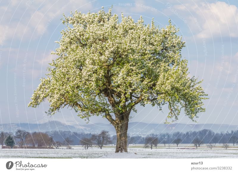 Climate change scene of spring summer tree in winter landscape Gesundheit ruhig Umwelt Natur Landschaft Frühling Sommer Winter Klima Klimawandel Wetter