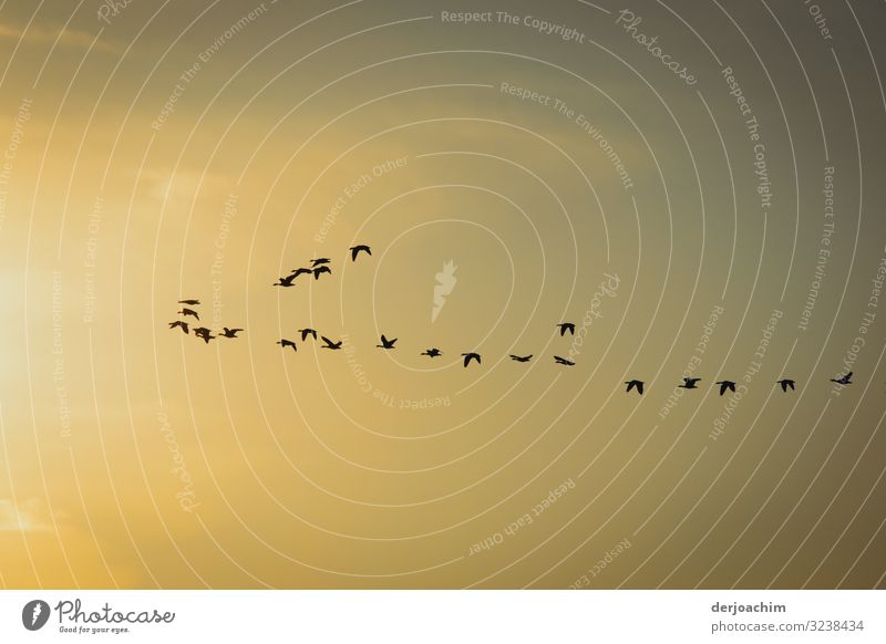 Ein Schwarm Vögel fliegen der Sonne entgegen. Ein goldener Himmel. Freude Erholung Umwelt Wolkenloser Himmel Sonnenaufgang Sonnenuntergang Herbst Schönes Wetter