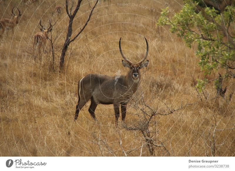 Wild Waterbucks in South Africa Ferien & Urlaub & Reisen Safari Umwelt Natur Landschaft Klima Klimawandel Park Tier Wildtier africa wildlife south waterbuck