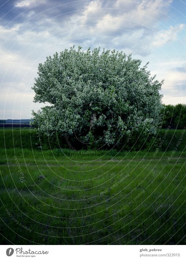 Baum Natur Landschaft Pflanze Wolkenloser Himmel Sommer Schönes Wetter Gras Nutzpflanze Feld Vertrauen Romantik schön Gelassenheit Farbfoto Außenaufnahme