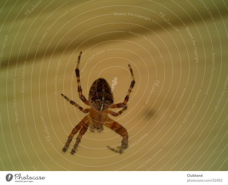 SPiNNE Spinne Kreuzspinne Makroaufnahme Verkehr SPIDER Nahaufnahme MACROAUFNAHME