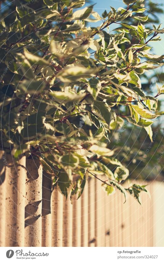 Wellblech unter Busch Schönes Wetter Sträucher Garten Zufriedenheit Zaun Gedeckte Farben Außenaufnahme Menschenleer Textfreiraum unten Tag