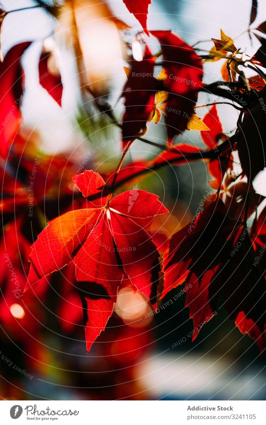 Leuchtend rote Blätter am Baum im Sonnenlicht Laubwerk Ast Herbst fallen Natur natürlich orange lebhaft farbenfroh Pflanze Umwelt saisonbedingt Botanik Wald