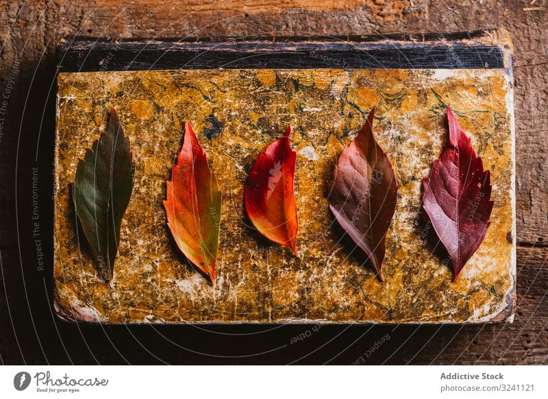 Herbstblätter auf altem Buch auf Holzoberfläche Blätter altehrwürdig lesen Nostalgie rustikal fallen Laubwerk Natur gealtert natürlich gelb orange Baum rot