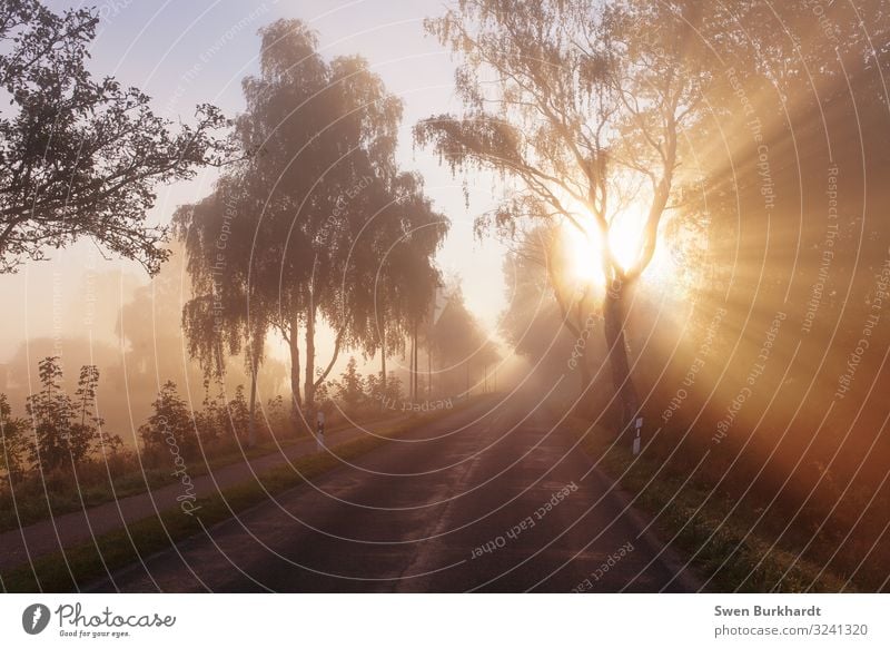 Bääääähm Sonne Fahrradfahren Joggen wandern Umwelt Natur Landschaft Sonnenaufgang Sonnenuntergang Frühling Sommer Herbst Schönes Wetter Nebel Baum Autofahren