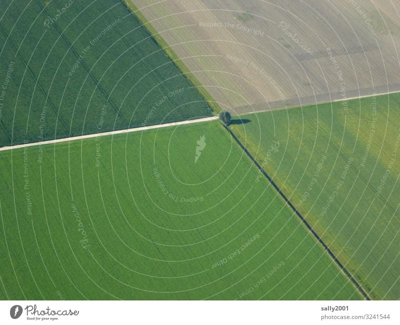 flurbereinigt... Landschaft Baum Feld Wege & Pfade Wachstum groß Einsamkeit Ordnung Landwirtschaftliche Geräte Getreidefeld rechtwinklig grün Wegkreuzung