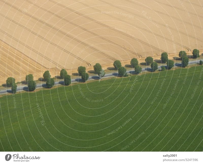 Allee... Landschaft Baum Wiese Feld Straße Wege & Pfade Landstraße ästhetisch gerade geradeaus Landwirtschaft zweireihig Symmetrie paarweise perfekt Farbfoto