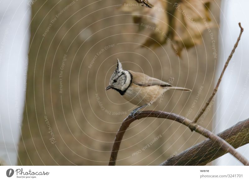 Crested tit in the woods on a branch Winter Natur Tier Vogel Haubenmeise 1 klein Geschwindigkeit Lophophanes cristatus Stand bird Wood animal annual bird