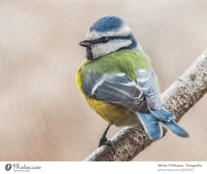 Blaumeise auf einem Ast Natur Tier Sonne Sonnenlicht Schönes Wetter Baum Wildtier Vogel Tiergesicht Flügel Krallen Meisen Feder gefiedert Kopf Schnabel Auge 1