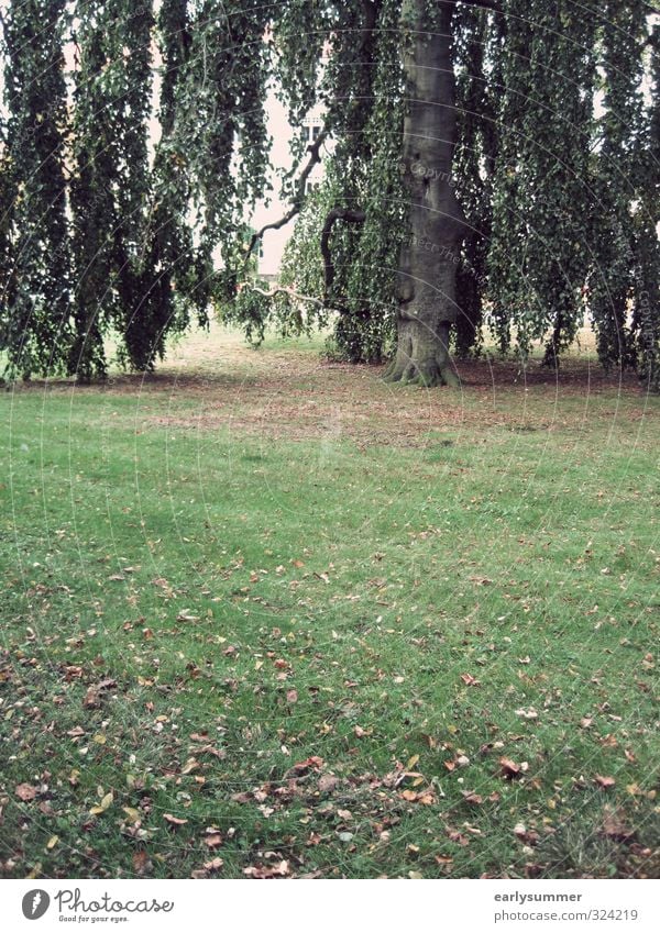 Um den Sommer Trauer-Weide Umwelt Natur Pflanze Herbst Klima Baum Blatt Garten Park Wiese Traurigkeit Trauerweide Herbstlaub herbstlich Herbstbeginn Rasen grün