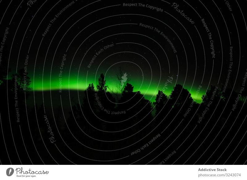 Polarlichter über Bäumen in der Winterlandschaft Nordlicht Nacht Landschaft Schnee Konifere Wald glühen grün atmosphärisch Natur kalt cool polar Wetter niemand