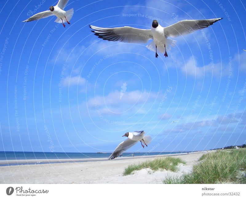 Möwen Vogel Strand Meer Darß fliegen Wasser Himmel Ostsee