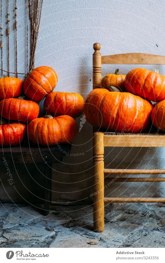 Orange glänzende Kürbisse auf Stühlen komponiert Ernte Herbst fallen pulsierend Feiertag Ordnung Sammlung Ackerbau Stuhl frisch Schnitzereien orange Entzug