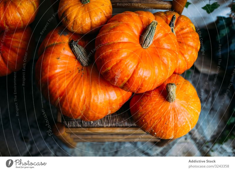 Orange glänzende Kürbisse auf Stühlen komponiert Ernte Herbst fallen pulsierend Feiertag Ordnung Sammlung Ackerbau Stuhl frisch Schnitzereien orange Entzug