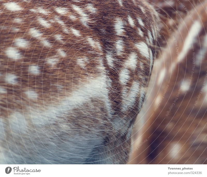 bambi Tier Wildtier Zoo 2 Zusammensein Tierliebe Reh Rehkitz Bambi Fell gepunktet Farbfoto Gedeckte Farben Außenaufnahme Nahaufnahme Detailaufnahme