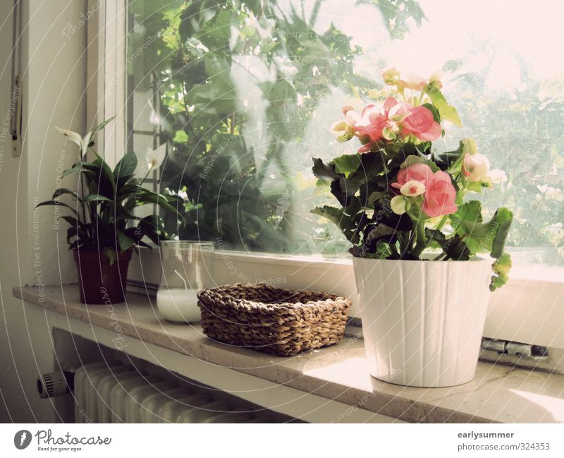 Sommer vorm Balkon Muttertag Büroarbeit Natur Sonnenlicht Frühling Schönes Wetter Pflanze Blume Blüte Grünpflanze Topfpflanze Blühend Häusliches Leben hell