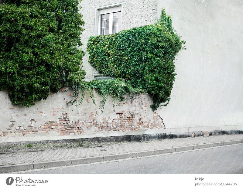 Efeu Frühling Sommer Herbst Winter Kleinstadt Menschenleer Haus Gebäude Mauer Wand Fassade Fenster Wachstum natürlich Stadt grün bewachsen Ecke verfallen