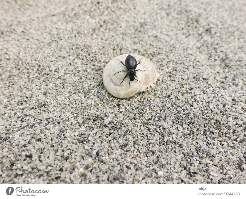 Korsicher Schwarzkäfer Tier Sand Sommer Sandstrand Strand Wildtier Käfer Schnecke Schneckenhaus 2 authentisch klein braun schwarz Größenunterschied krabbeln